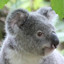 Настороженная коала