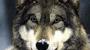 Видео боя с волками в Fable III