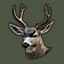 Sitka Deer